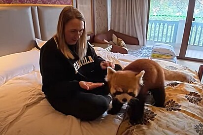 Um hotel da China permite que os hóspedes sejam acordados pelos pandas-vermelhos.
