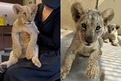 Cafeteria é criticada por deixar clientes abraçar filhotes de leões - e felinos não são os únicos selvagens lá