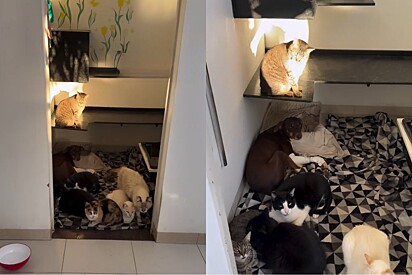 Gatos se reúnem para cuidar de cãozinho chocolate em recuperação e cena emociona tutora.