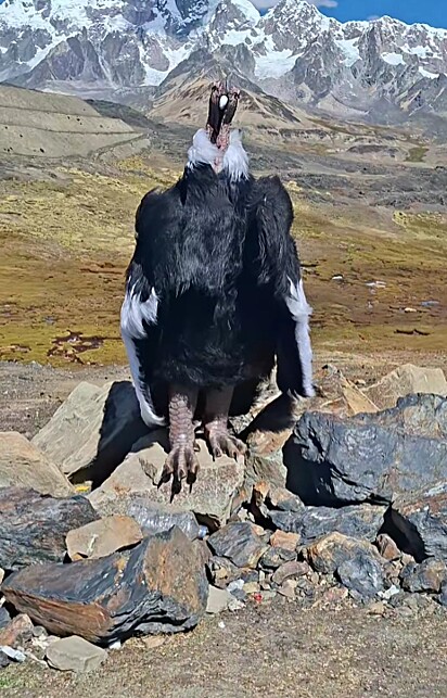 O suposto condor-dos-andes.