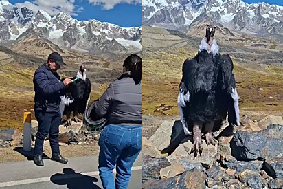 Ave gigante de ‘canelas grossas’ impressiona internautas e gera dúvidas: será real? 