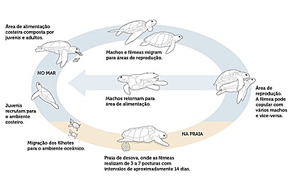 Ciclo de vida das tartarugas marinhas.