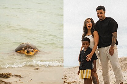 Família curtia sessão de fotos tranquilamente na praia, até que animal marinho surge e posa para cliques
