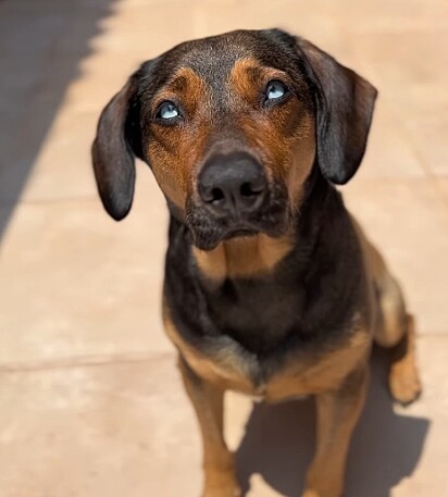 A cachorrinha Chiquinha.