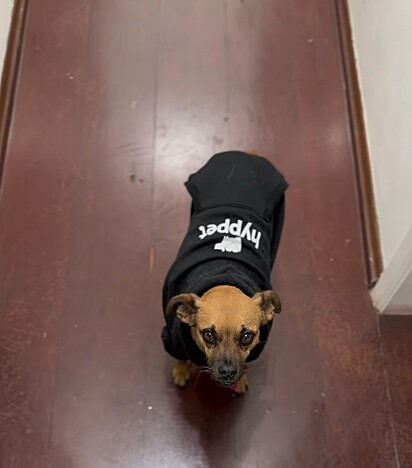 A cachorrinha Úrsula.