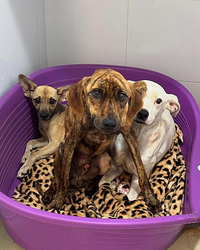 Os cães foram encontrados em péssimas condições.