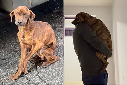 Mesmo debilitado, cão foge de cativeiro, é resgatado e mostra que ainda é um verdadeiro bebezão.