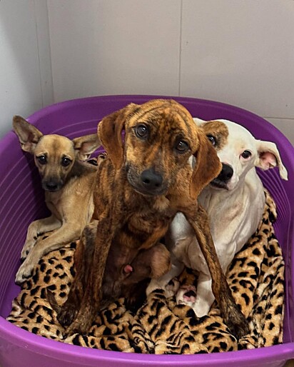 O trabalho de Gabriel trouxe uma nova esperança para animais que antes eram invisíveis, dando a eles a chance de recomeçar com dignidade, cuidado e amor.