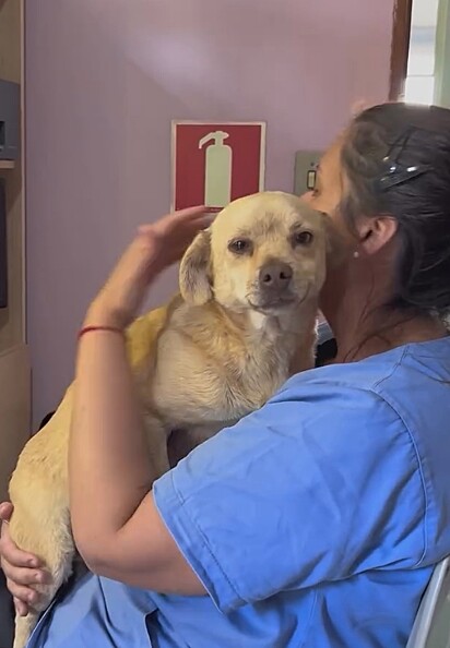 O cão Elvis parecia sorrir ao receber carinho.