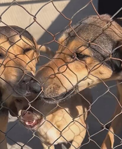 Elvis, um vira-lata caramelo de porte médio, dividia o canil com cães muito maiores.