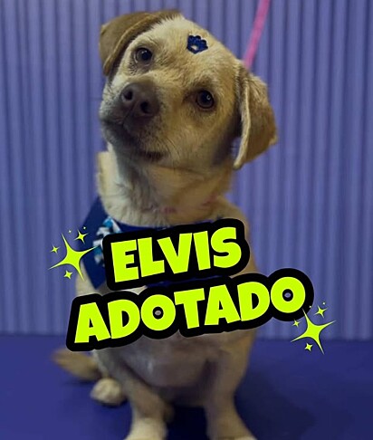 O cachorro vira-lata caramelo rebaixado, Elvis, foi adotado.