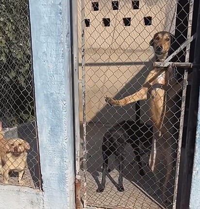 O ambiente de abrigo pode ser extremamente estressante para os cães.