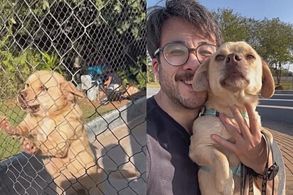 Visitando abrigo de animais, voluntário conhece vira-lata caramelo que nunca recebeu interessados em adotá-lo