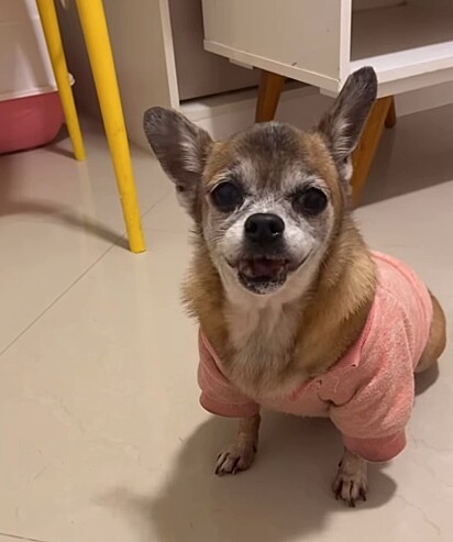 A cachorrinha Valentina.