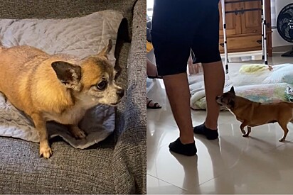 Valentina é o terror: Chihuahua fica famosa por ataque preciso sem a vítima perceber.