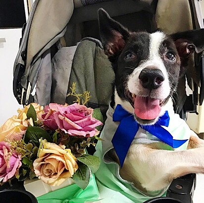 Perninha, o irmão canino da Valentina.