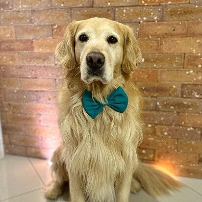 Zee é um golden retriever de nove anos.