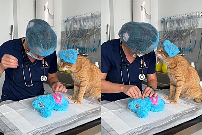 Técnica veterinária intervém para realizar cirurgia de emergência no brinquedo favorito do gato