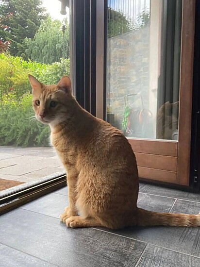 Merlino, um gato laranja resgatado.