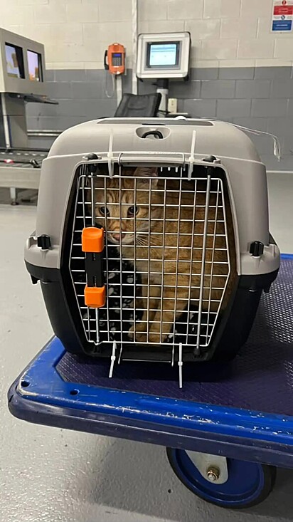 Gato Merlino no aeroporto, na caixa de transporte.