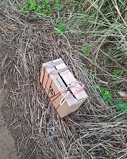 Joanito se deparou com uma caixa de papelão abandonada nos canaviais ao redor do abrigo de animais.