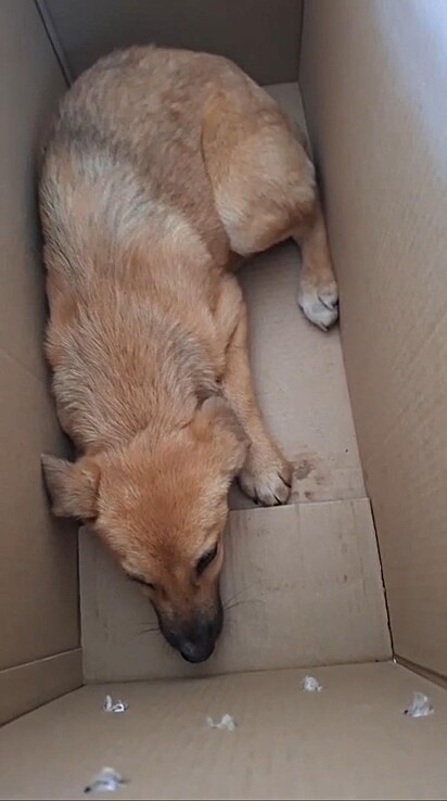 A cachorrinha estava encolhida e assustada dentro da caixa.