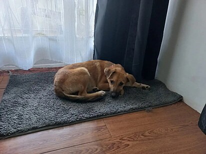 No abrigo, a cachorrinha ganhou uma caminha.