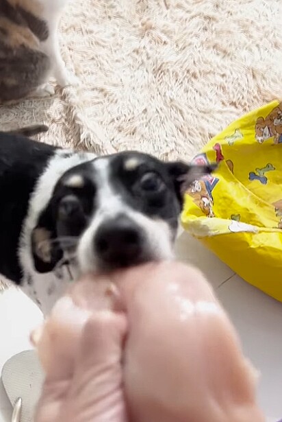 Bela Creidi com o peito de frango na boca.