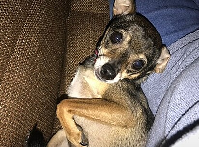 Chiquita, uma chihuahua idosa de 13 anos e três patas.