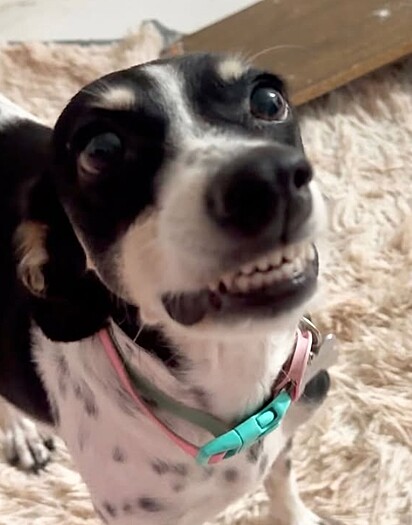 Bela Creidi, uma cachorrinha resgatada de três patas, sorridente.