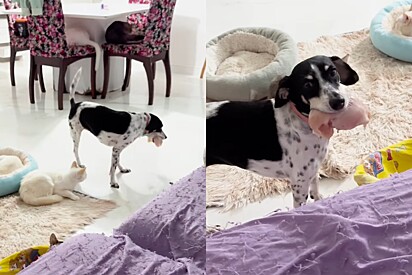 O que é isso Creidi?: Cachorrinha vira-lata de 3 pernas fica famosa ao tentar disfarçar roubo do almoço
