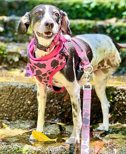A cachorrinha precisou amputar uma pata.