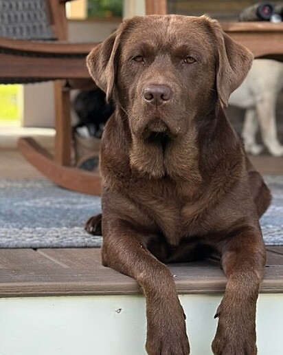 Harlee é da raça labrador.