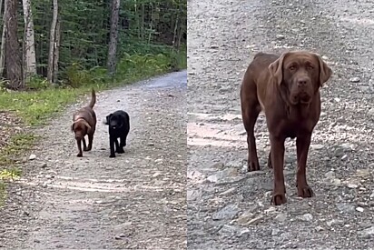 Tutora percebe algo errado com labrador chocolate, mas não esperava ser um animal inteiro.