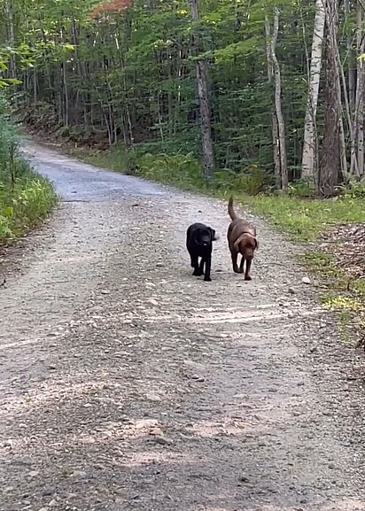 A labradora carregava um rato na boca.