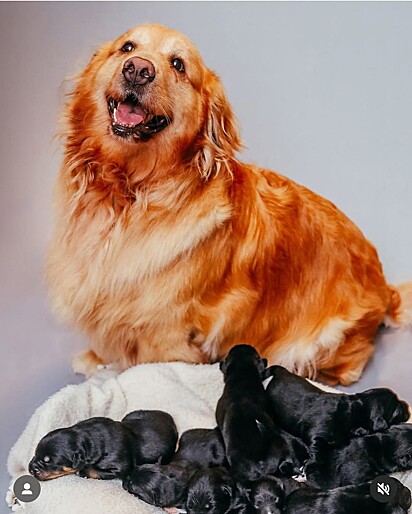 Nina, a golden retriever, com os seus nove filhotes.