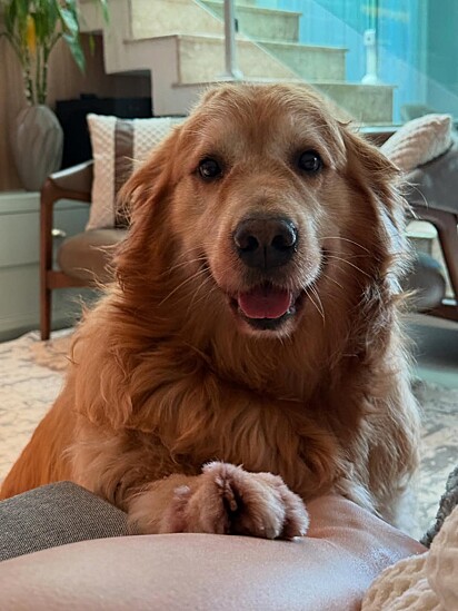 A golden retriever Nina.