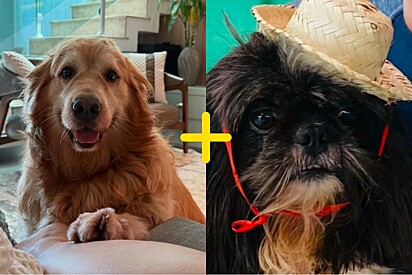 Família volta de viagem da Disney e descobre que sua golden retriever ficou grávida de um shih-tzu.