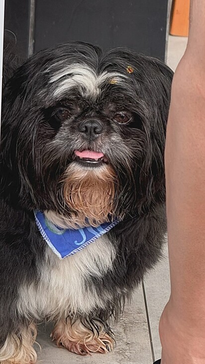 Thor, o shih-tzu, pais dos filhotes.