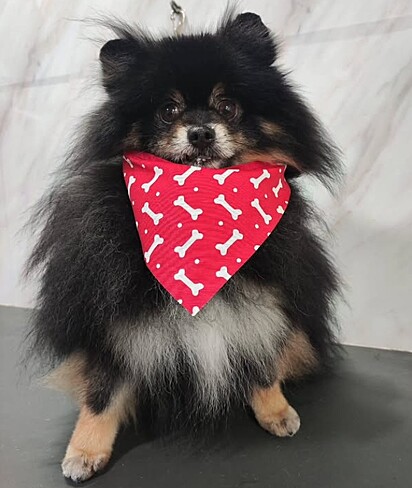 Rael, um spitz alemão de quatro anos.