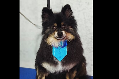 Cão spitz que se arrumou de gravatinha para ser adotado é devolvido e motivo entristece protetora