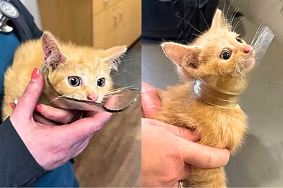 Gatinho chega a abrigo de animais em situação que deixa voluntários comovidos.
