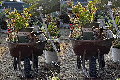 Cachorro espera dias dentro de carrinho de mão na esperança que sua família voltasse buscá-lo