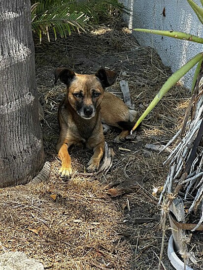 O cachorro Willy não queria sair de lá, na esperança de que sua família voltasse.
