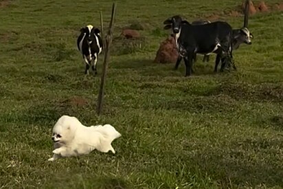 O cãozinho deu a vida para fugir da vaca.