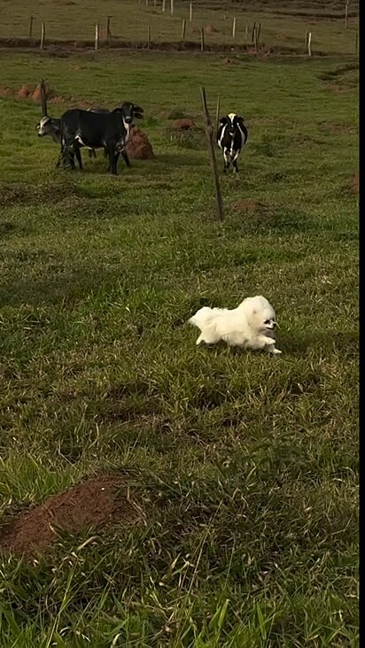 Uma das vacas correu atrás do cão.
