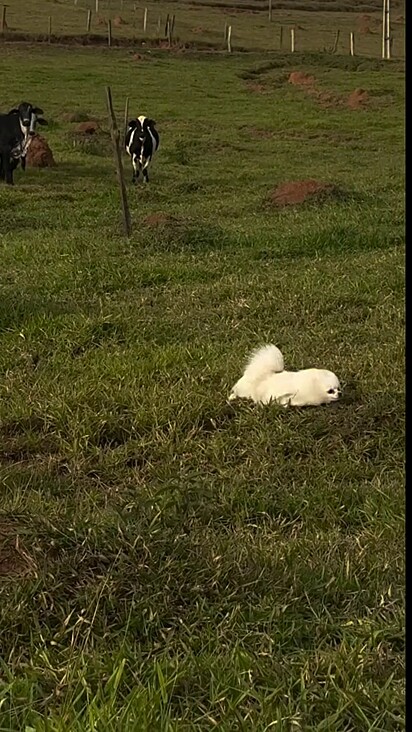 O lulu precisou correr e acabou tropeçando.