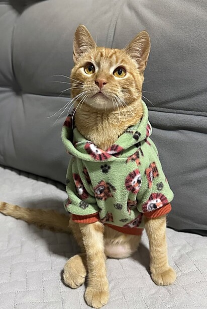 Oliver é um bebezão e já sofreu muito, mas hoje vive cercado de amor.