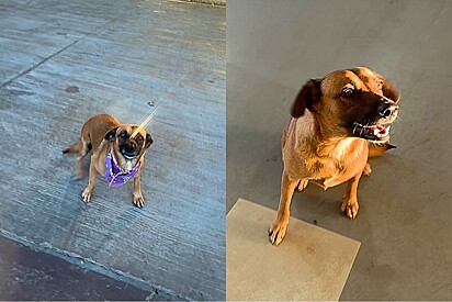 Conheça Mel cachorrinha vira-lata adotada por autocenter que virou a melhor funcionária da empresa.