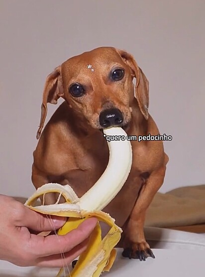 Cadela Dirce comendo banana.